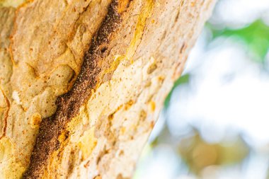 Ağaçtaki termit yuvasına ya da Playa del Carmen Quintana Roo Meksika 'daki tropikal Meksika ormanlarındaki doğal orman manzarasına giden yol..