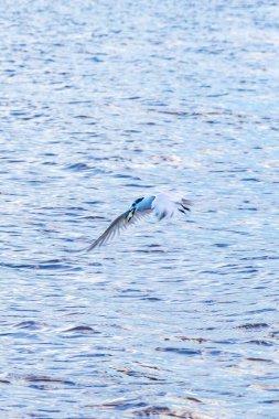 Uçan martı kuşu, Playa del Carmen Quintana Roo Meksika 'da bulutlarla mavi gökyüzü arka planına sahip sudaki besin balıklarını yakalıyor..