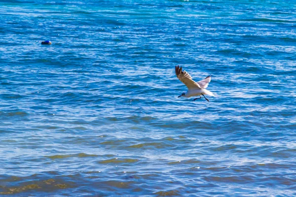 Oiseau Mouette Volant Avec Plage Fond Eau Turquoise Avec Playa — Photo