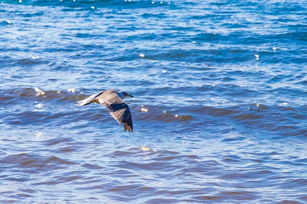 Aves Gaviotas Voladoras Con Fondo Playa Agua Turquesa Con Playa — Foto de Stock