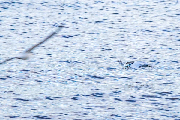 Latający Ptak Mewa Jest Połowu Ryb Żywności Wody Niebieskim Tle — Zdjęcie stockowe