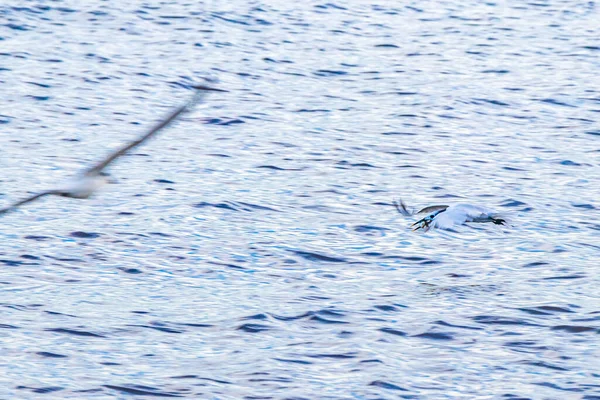 Flygande Mås Fågel Fångar Mat Fisk Vattnet Med Blå Himmel — Stockfoto