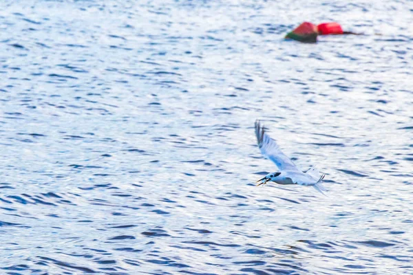 Flygande Mås Fågel Fångar Mat Fisk Vattnet Med Blå Himmel — Stockfoto