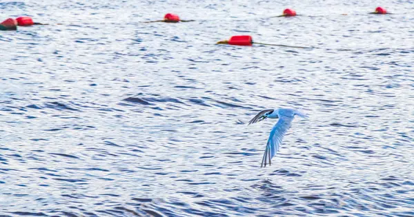 Flygande Mås Fågel Fångar Mat Fisk Vattnet Med Blå Himmel — Stockfoto