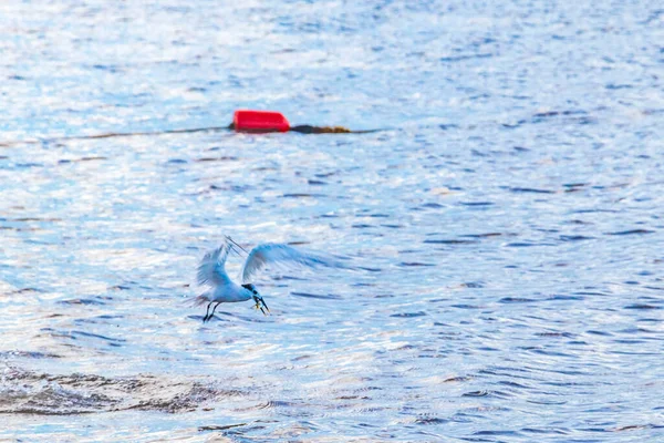 Pasărea Pescărușului Zburător Prinde Pești Alimentari Din Apă Fundal Albastru — Fotografie, imagine de stoc