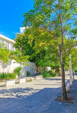 Palmiye ağaçlarıyla dolu sıradan sokak ve şehir manzarası mimari banklar ve Meksika 'daki Luis Donaldo Colosio Playa del Carmen' in duvar resimleri..