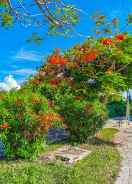 Palmiye ağaçlarıyla dolu sıradan sokak ve şehir manzarası mimari banklar ve Meksika 'daki Luis Donaldo Colosio Playa del Carmen' in duvar resimleri..