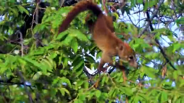 Coati Coatis Climb Trees Branches Eat Search Fruits Tropical Jungle — Stock Video