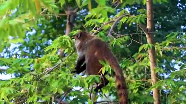 Coati Coatis Climb Trees Branches Eat Search Fruits Tropical Jungle — Stock Video