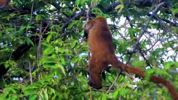 Coati Coatis Trepa Árboles Ramas Come Busca Frutas Selva Tropical — Vídeos de Stock