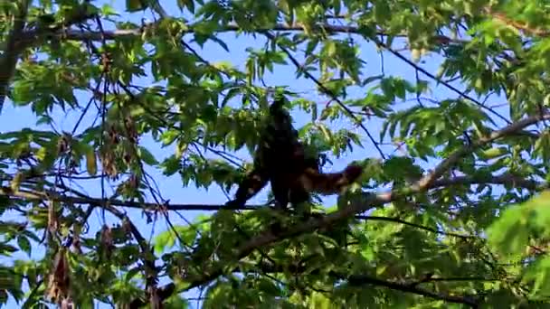 Coati Coatis Vylézt Stromy Větve Jíst Hledat Ovoce Tropické Džungli — Stock video