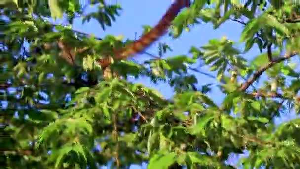 Coati Coatis Memanjat Pohon Dan Cabang Dan Makan Dan Mencari — Stok Video