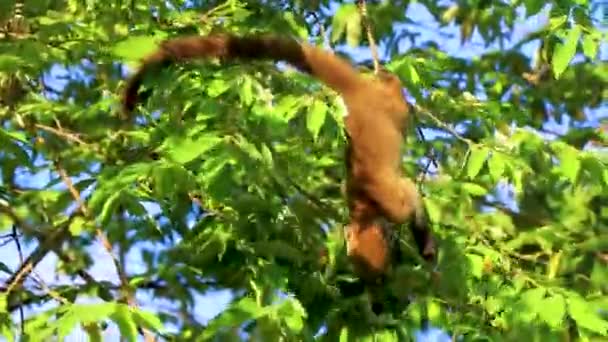 Coati Coatis Trepa Árboles Ramas Come Busca Frutas Selva Tropical — Vídeo de stock