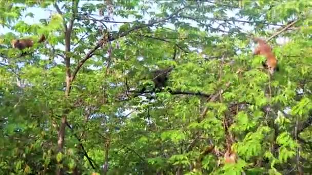 Coati Coatis Trepa Árboles Ramas Come Busca Frutas Selva Tropical — Vídeo de stock