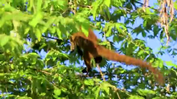 Coati Coatis Trepa Árboles Ramas Come Busca Frutas Selva Tropical — Vídeos de Stock