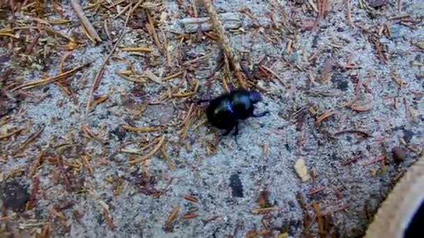 Kumbang Kotoran Biru Ungu Yang Indah Merangkak Bawah Sepatu Alam — Stok Video