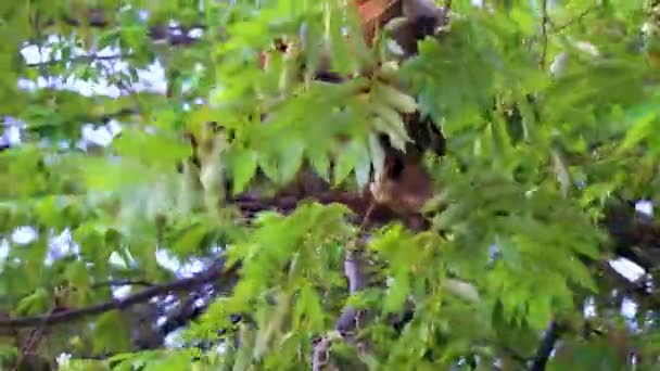 Coati Coatis Memanjat Pohon Dan Cabang Dan Makan Dan Mencari — Stok Video