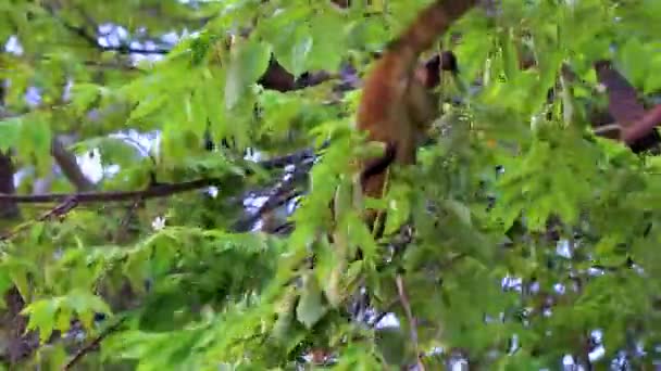 コアティ コートは木や枝を登り プラヤ カルメン キンタナ メキシコの熱帯ジャングルで果物を食べ 検索します — ストック動画