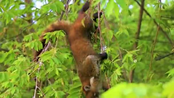 コアティ コートは木や枝を登り プラヤ カルメン キンタナ メキシコの熱帯ジャングルで果物を食べ 検索します — ストック動画