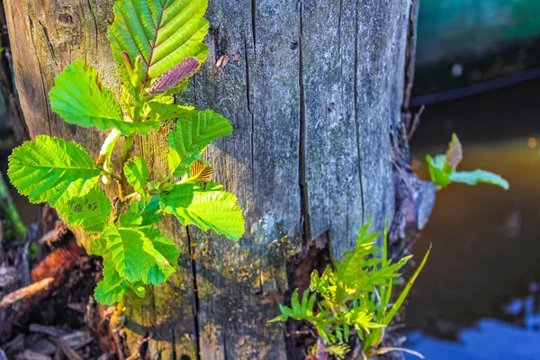 Small oak and other plants grow on the old log at the Bederkesa Lake in Bad Bederkesa Geestland Cuxhaven Lower Saxony Germany.