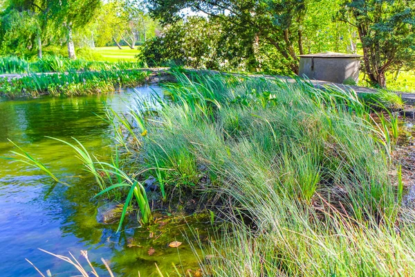 Fountain tall grass water and pond in a beautiful park at the Bederkesa Lake in Bad Bederkesa Geestland Cuxhaven Lower Saxony Germany.