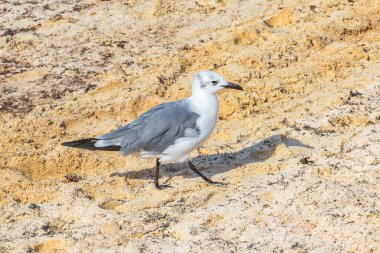Martı Martıları, Playa del Carmen Quintana Roo Meksika 'daki beyaz kumsalda yürüyen deniz kuşları..