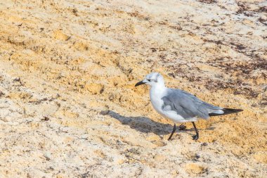 Martı Martıları, Playa del Carmen Quintana Roo Meksika 'daki beyaz kumsalda yürüyen deniz kuşları..