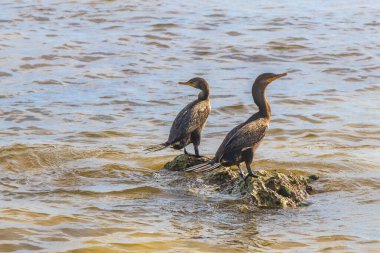 Neotropis Uzun Kuyruklu Karabataklar Playa del Carmen Quintana Roo Meksika 'daki tropik plajda suda kaya kaya kaya üzerinde oturuyorlar..