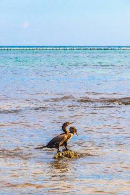 Neotropis Uzun Kuyruklu Karabataklar Playa del Carmen Quintana Roo Meksika 'daki tropik plajda suda kaya kaya kaya üzerinde oturuyorlar..