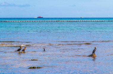 Neotropis Uzun Kuyruklu Karabataklar Playa del Carmen Quintana Roo Meksika 'daki tropik plajda suda kaya kaya kaya üzerinde oturuyorlar..