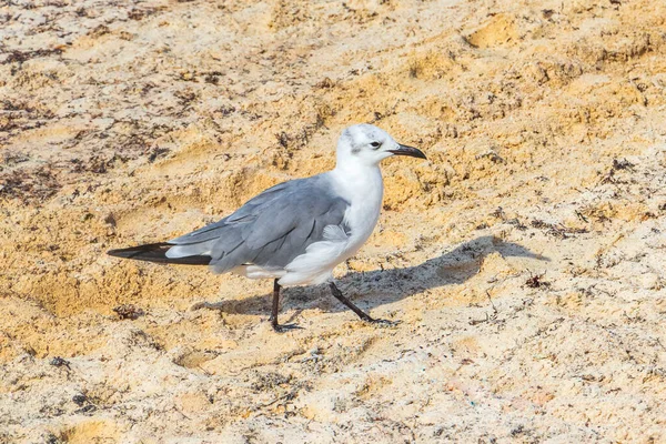 プラヤ カルメン キンタナ メキシコの白い砂浜を歩くカモメの海鳥 — ストック写真