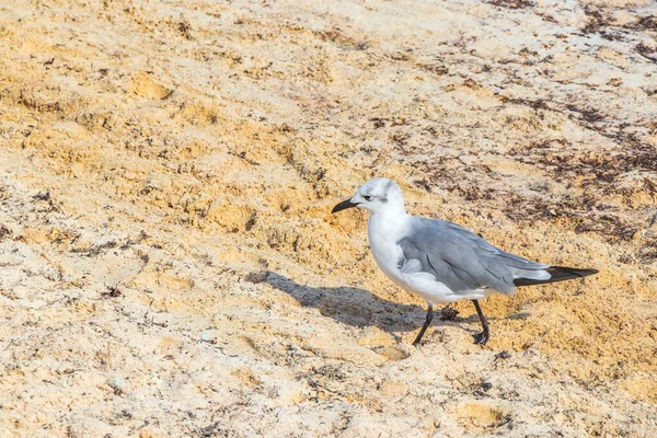 Gaivotas Gaivotas Aves Marinhas Caminhando Areia Branca Praia Playa Del — Fotografia de Stock
