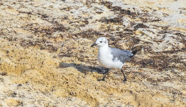 Gaivotas Aves Marinhas Caminhando Areia Branca Praia Entre Algas Sargazo — Fotografia de Stock