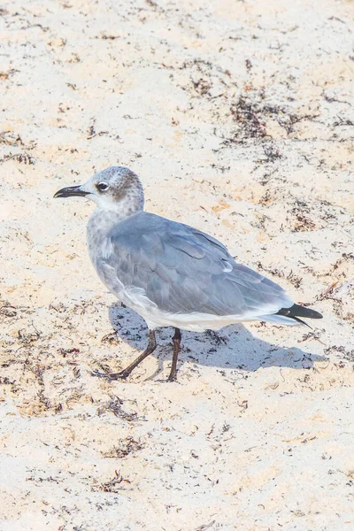 Gabbiano Gabbiani Uccelli Marini Piedi Sulla Sabbia Bianca Spiaggia Playa — Foto Stock