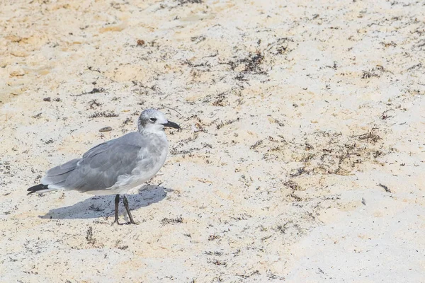 卡门金塔纳罗奥岛白沙滩上行走的海鸥海鸥海鸟 — 图库照片