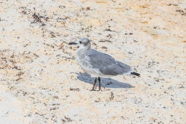 Seagull Seagulls Seabirds Walking White Beach Sand Playa Del Quintana — стоковое фото