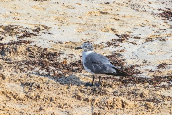 Möwen Möwen Seevögel Auf Dem Weißen Strand Sand Zwischen Algen — Stockfoto