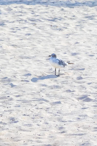 Gabbiano Gabbiani Uccelli Marini Piedi Sulla Sabbia Bianca Spiaggia Playa — Foto Stock