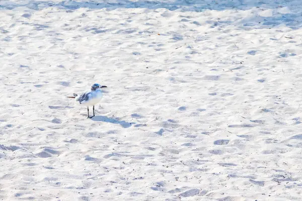 Gaivotas Gaivotas Aves Marinhas Caminhando Areia Branca Praia Playa Del — Fotografia de Stock