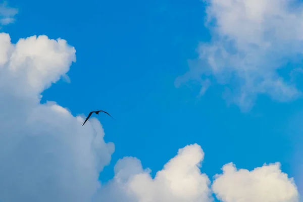 Fregat Bird Birds Flock Flying Blue Sky Clouds Background Playa — Fotografia de Stock