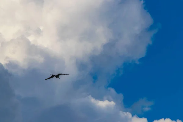 Fregat Bird Birds Flock Flying Blue Sky Clouds Background Playa — Fotografia de Stock