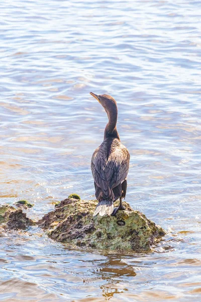 Neotropis Long Tailed Cormorant Cormorants Sitting Rock Boulder Stone Water — Stock Photo, Image