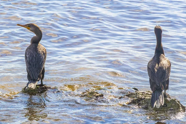 Neotropis Long Tailed Cormorant Cormorants Sitting Rock Boulder Stone Water — Stock Photo, Image