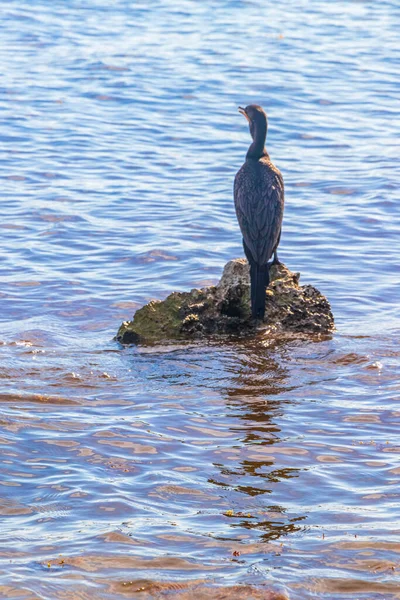 Neotropis Long Tailed Cormorant Cormorants Sitting Rock Boulder Stone Water — Stock Photo, Image
