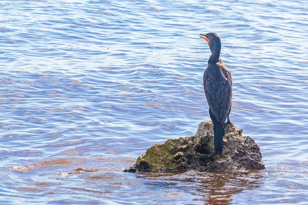 Neotropis Kormoráni Dlouhým Ocasem Sedící Balvanu Vodě Tropické Pláži Playa — Stock fotografie