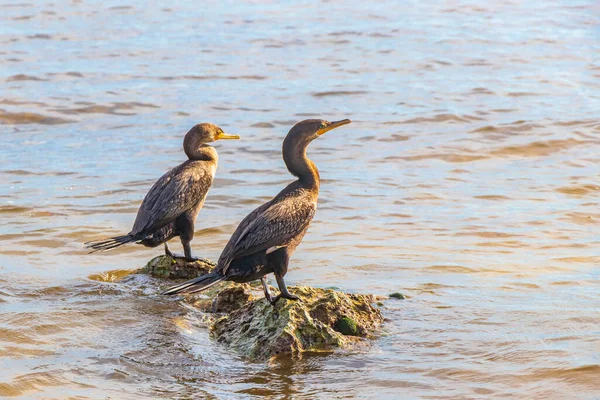 Neotropis Hosszúfarkú Kárókatonák Sziklafalon Ülve Vízben Playa Del Carmen Quintana — Stock Fotó