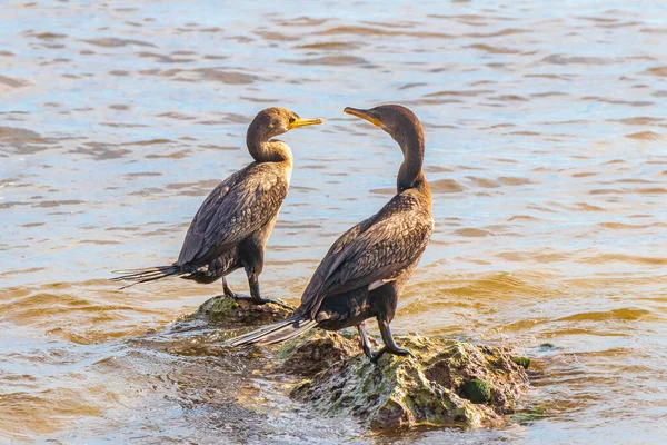 Neotropis Cormoranes Cola Larga Sentados Piedra Roca Agua Playa Tropical — Foto de Stock