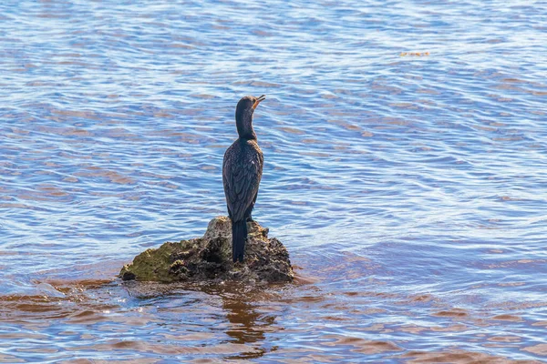 Neotropis Cormoranes Cola Larga Sentados Piedra Roca Agua Playa Tropical — Foto de Stock