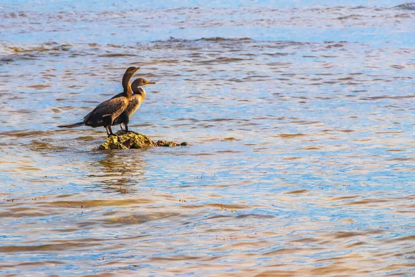 Neotropis Κορμοράνοι Μακριά Ουρά Κάθονται Πάνω Πέτρα Βράχο Στο Νερό — Φωτογραφία Αρχείου