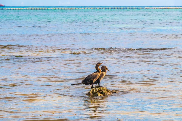 Neotropis Corvos Marinhos Cauda Longa Sentados Pedra Rocha Água Praia — Fotografia de Stock